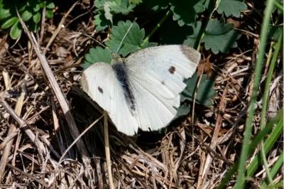 <i>Pieris rapae</i>