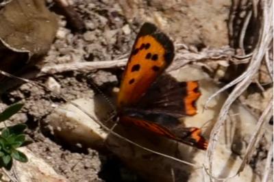<i>Lycaena phlaeas</i>