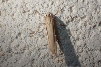 <i>Ancylolomia</i>