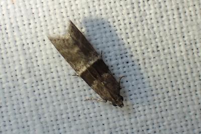 <i>Elegia</i>