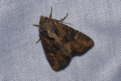 <i>Mesapamea secalella</i>