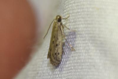 <i>Phycitodes inquinatella</i>