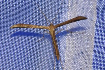 <i>Emmelina monodactyla</i>