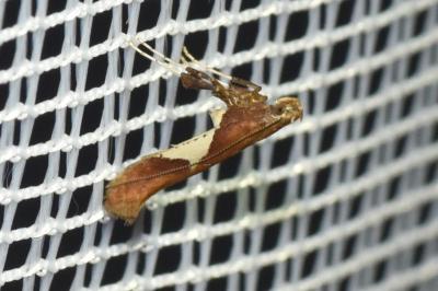 <i>Caloptilia stigmatella</i>
