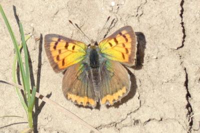 <i>Lycaena phlaeas</i>