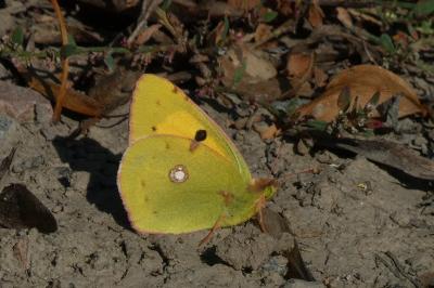 <i>Colias crocea</i>