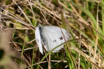 <i>Pieris napi</i>
