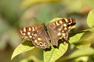 <i>Pararge aegeria</i>