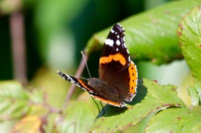 <i>Vanessa atalanta</i>