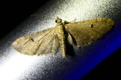 <i>Eupithecia</i>