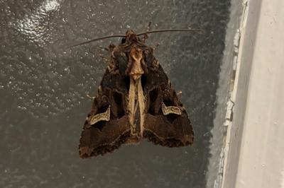 <i>Trigonophora flammea</i>