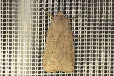 <i>Xestia castanea</i>