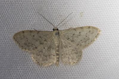 <i>Scopula marginepunctata</i>