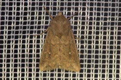<i>Mythimna albipuncta</i>