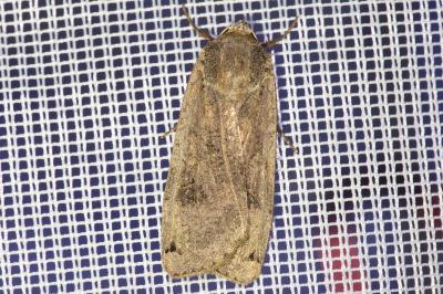 <i>Noctua pronuba</i>