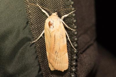 <i>Noctua fimbriata</i>