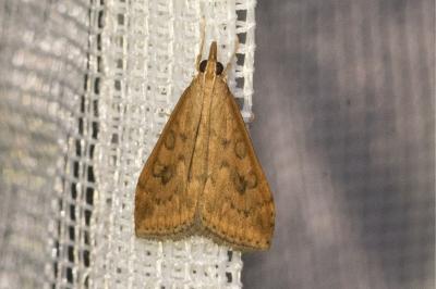 <i>Udea ferrugalis</i>