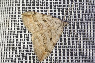 <i>Aplocera efformata/plagiata</i>