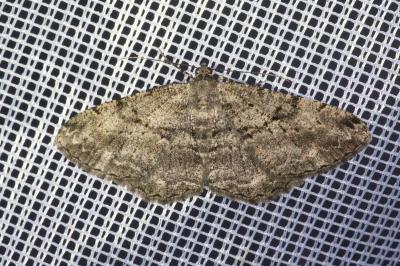 <i>Peribatodes rhomboidaria</i>