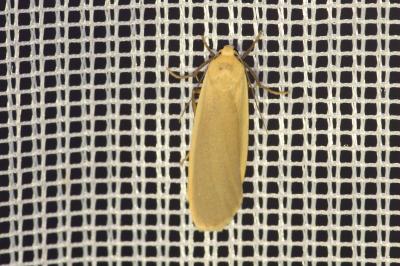 <i>Katha depressa</i>