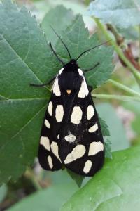 <i>Arctia villica</i>