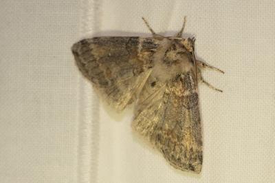 <i>Cymatophorina diluta</i>