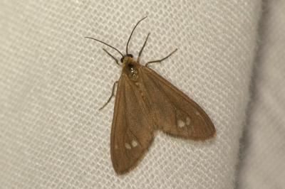 <i>Dysauxes ancilla</i>