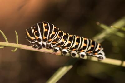 <i>Papilio machaon</i>