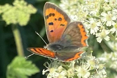 <i>Lycaena phlaeas</i>