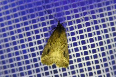 <i>Schrankia costaestrigalis</i>