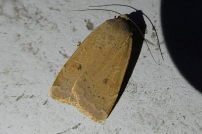 <i>Noctua comes</i>