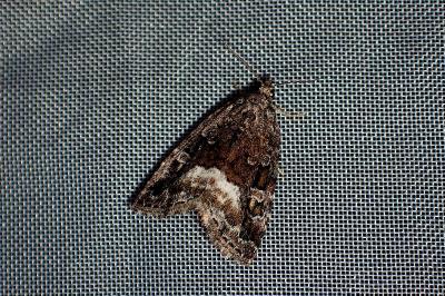 <i>Deltote pygarga</i>