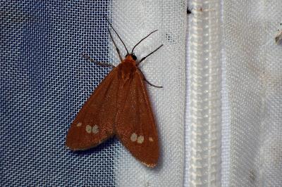 <i>Dysauxes ancilla</i>