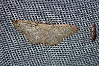 <i>Idaea aversata</i>
