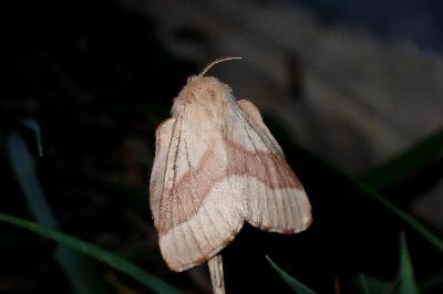 Malacosoma neustria