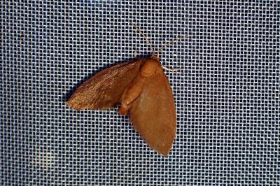 <i>Heterogenea asella</i>