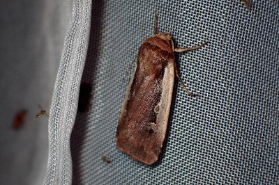 <i>Ochropleura plecta</i>
