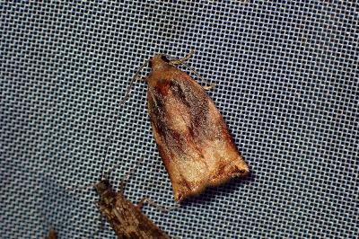 <i>Archips podana</i>