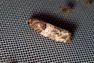 <i>Gypsonoma dealbana</i>