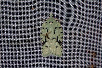 <i>Acleris literana</i>