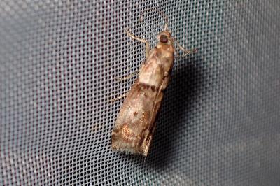 <i>Acrobasis</i>