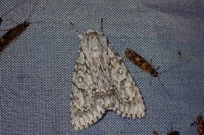 <i>Acronicta aceris</i>