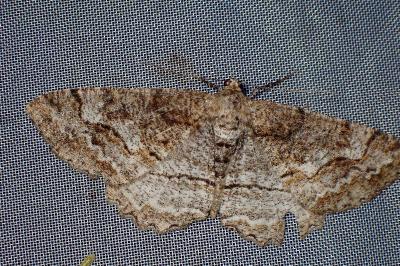 <i>Alcis repandata</i>