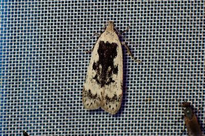 <i>Anacampsis blattariella/populella</i>