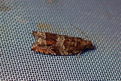 <i>Ancylis achatana</i>