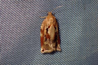 <i>Archips xylosteana</i>