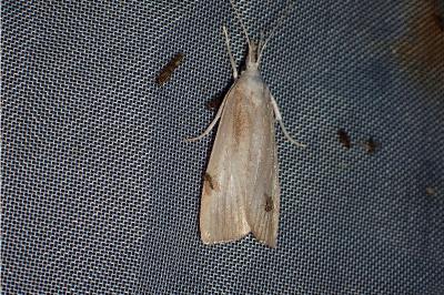 <i>Calamotropha paludella</i>