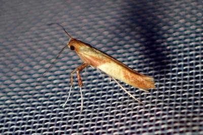 <i>Caloptilia</i>