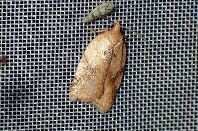 <i>Acleris</i>