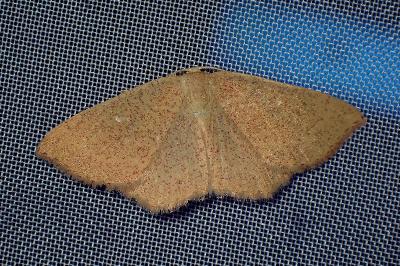 <i>Cyclophora ruficiliaria</i>